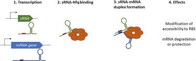 Diversity and Versatility in Small RNA-Mediated Regulation in Bacterial Pathogens